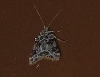 Eudonia delunella? S